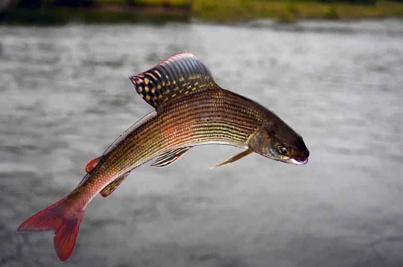 Хариус: описание байкальской речной рыбы, где водится, как выглядит и к какому семейству относится, является ли краснокнижной рыбой