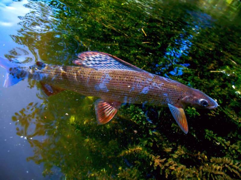 Хариус: описание байкальской речной рыбы, где водится, как выглядит и к какому семейству относится, является ли краснокнижной рыбой