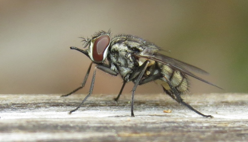 Муха жигалка