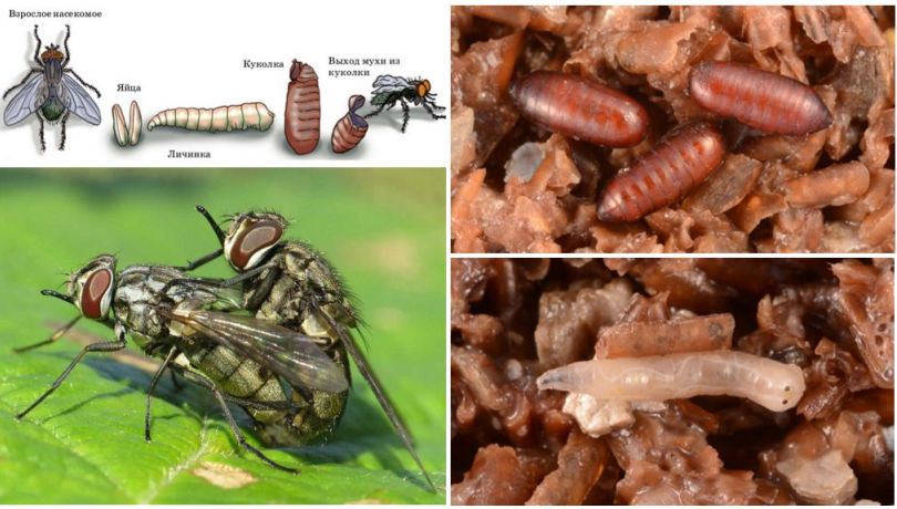 Размножение жигалки 