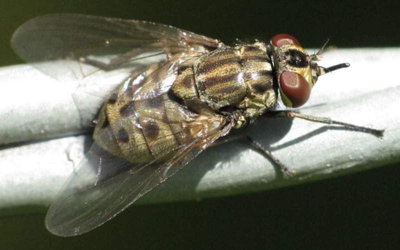 Муха сидит на ветке 