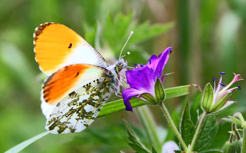Пьет нектар Пьет нектар