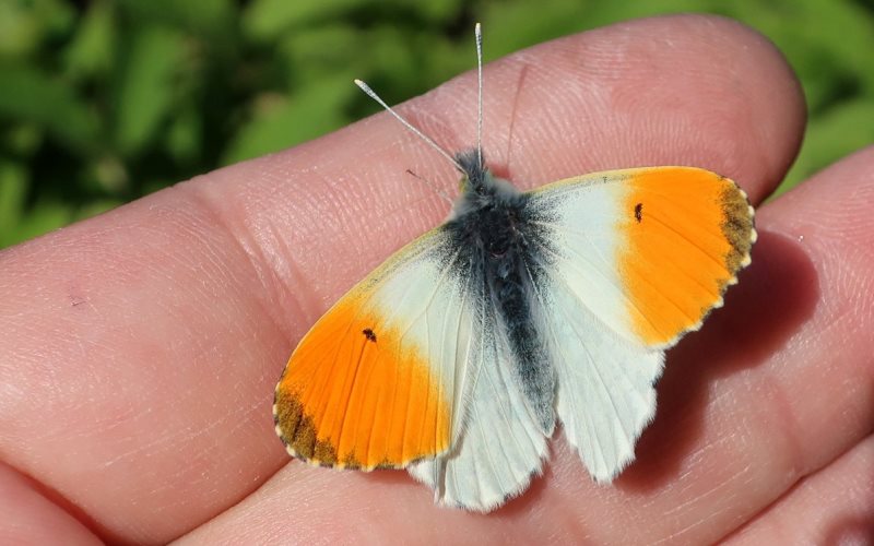 На руке На руке