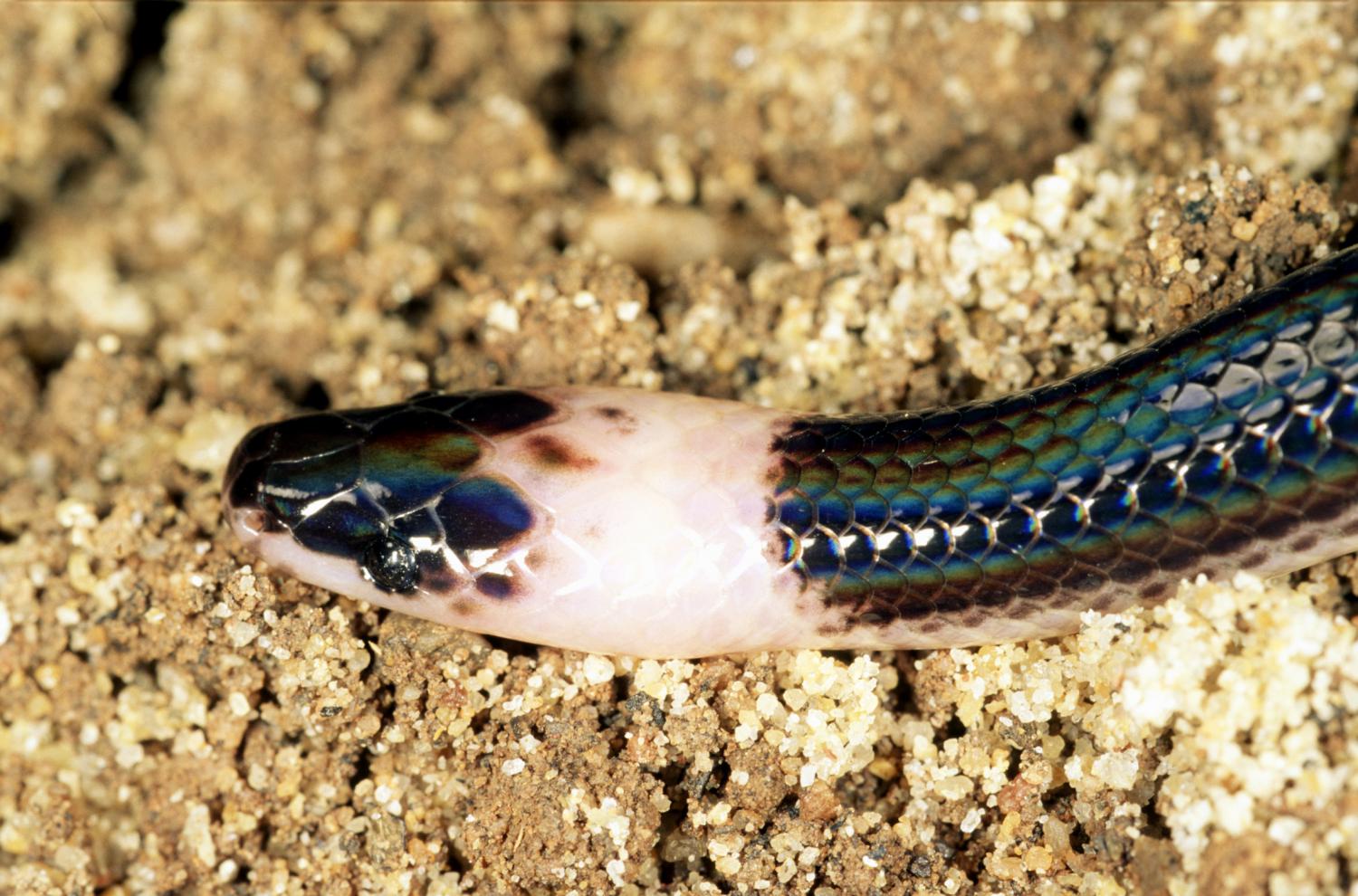 Обзор самых редких змей, живущих на земле