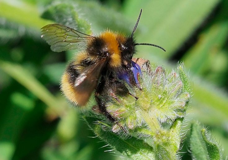 Шмель: виды, описание образа жизни, польза и опасность укуса