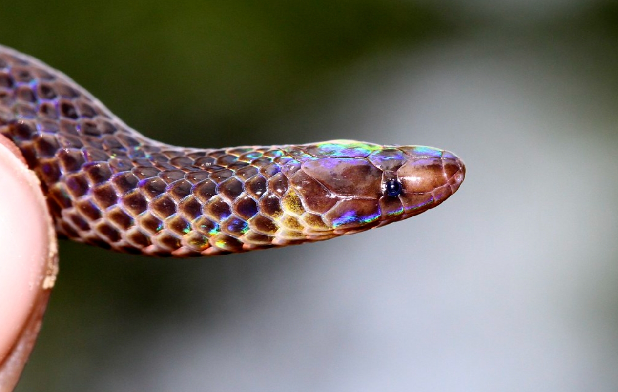 Обзор самых редких змей, живущих на земле