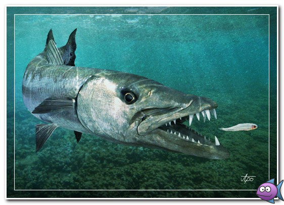 Ловля барракуды Ловля барракуды