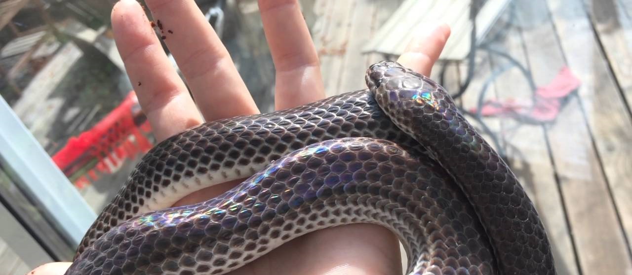 Обзор самых редких змей, живущих на земле