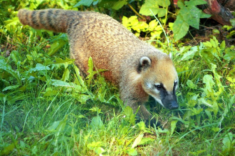 Носуха: описание животного, особенности, виды, образ жизни