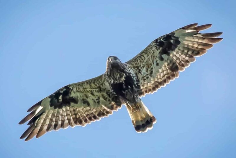 Птицы похожие на орлов