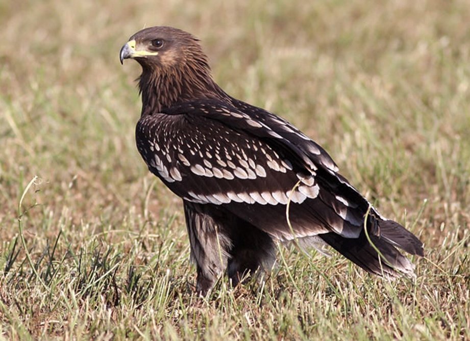 Большой подорлик