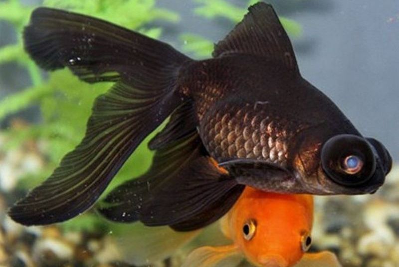 черный телескоп