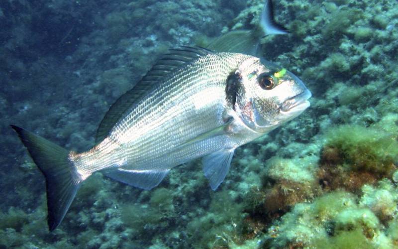 Рыба Дорадо Рыба Дорадо