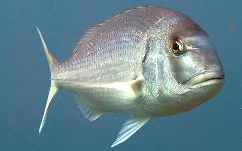 Морской карп