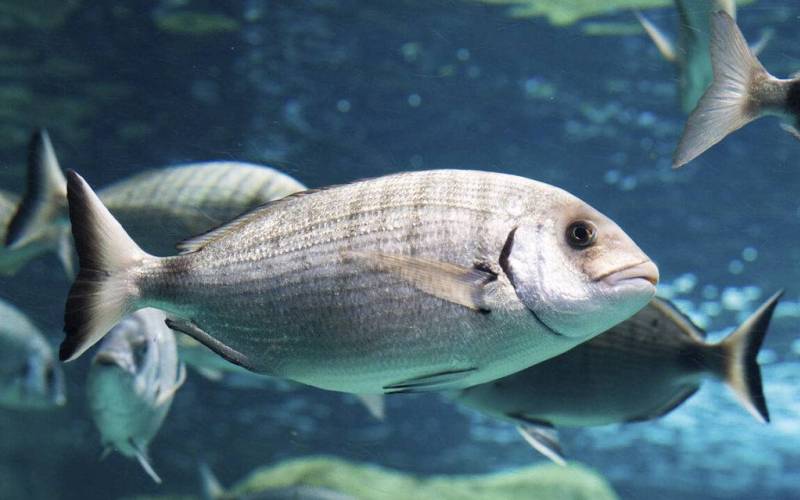 Плавающий в воде