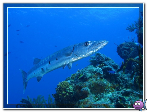 Ловля барракуды Ловля барракуды