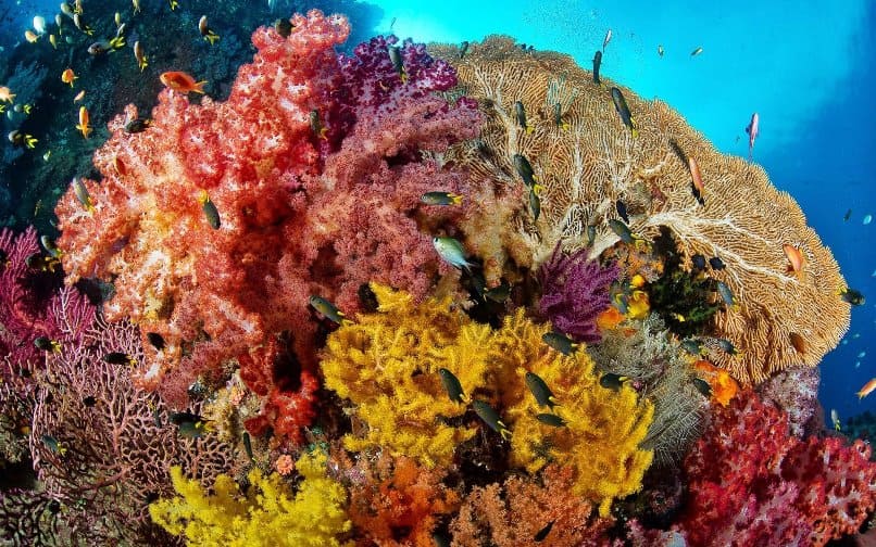 Индийский океан водоросли