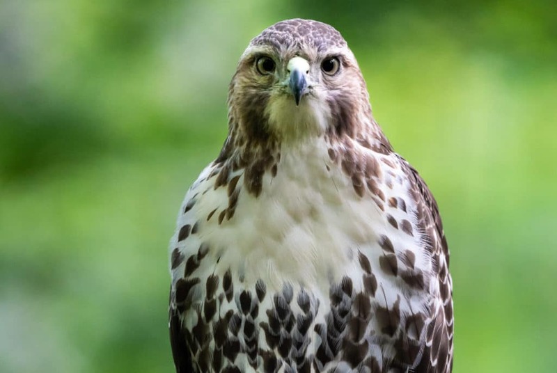 Птицы похожие на орлов