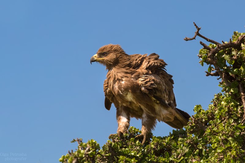 Каменный орёл