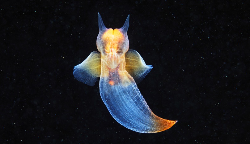 Крылоногие моллюски