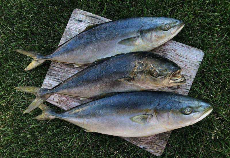 Захваченная Лацедра Захваченная Лацедра