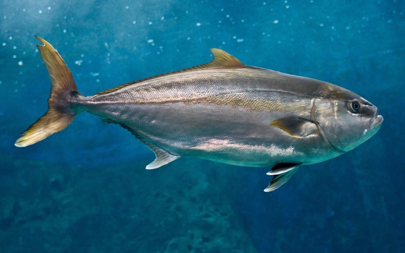 Большая рыба Большая рыба