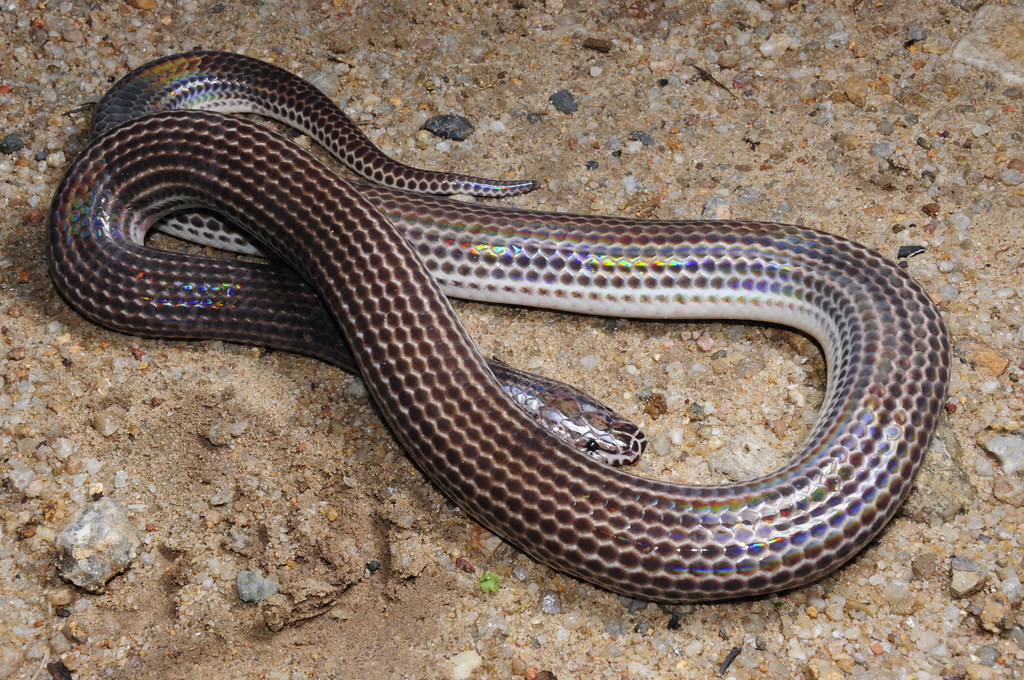 Лучистая змея