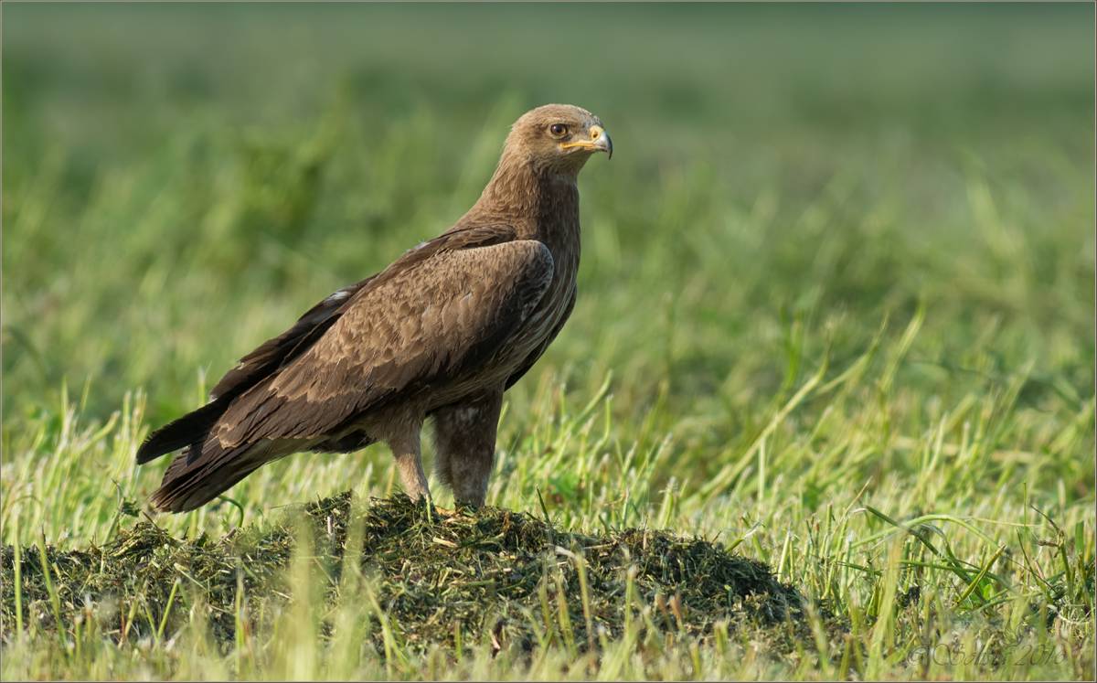 Малый подорлик