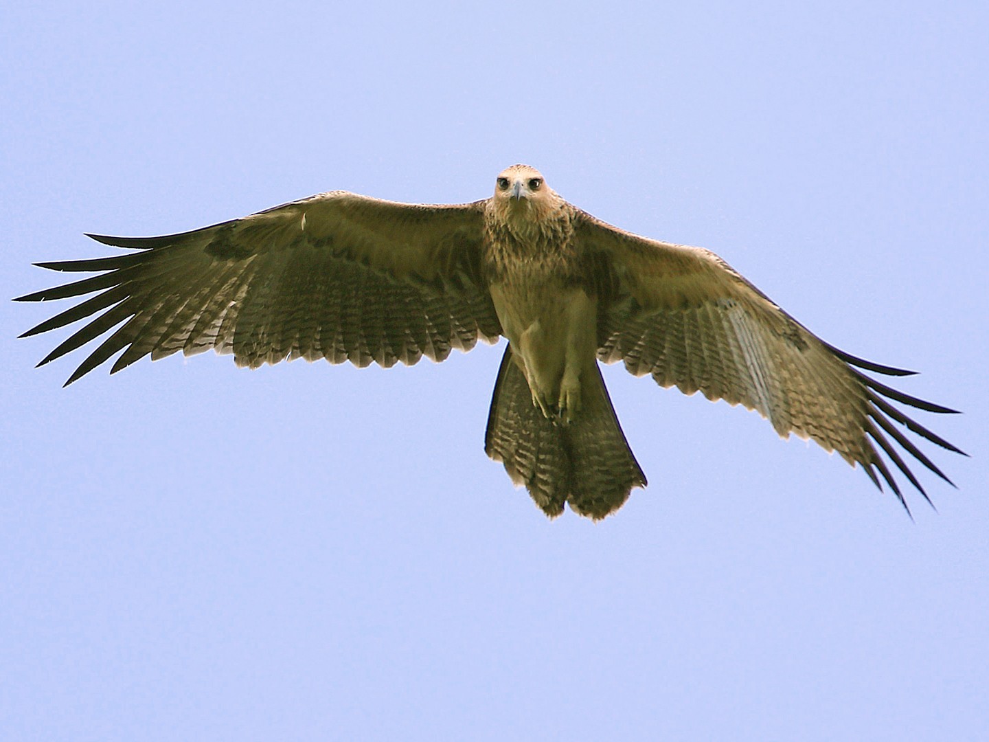 Молуккский орёл