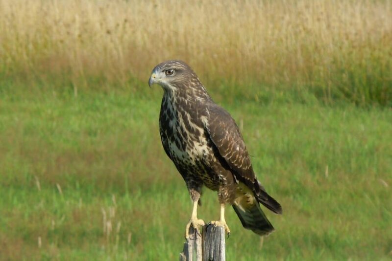 Птицы похожие на орлов