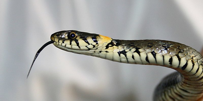 Уже высунул язык