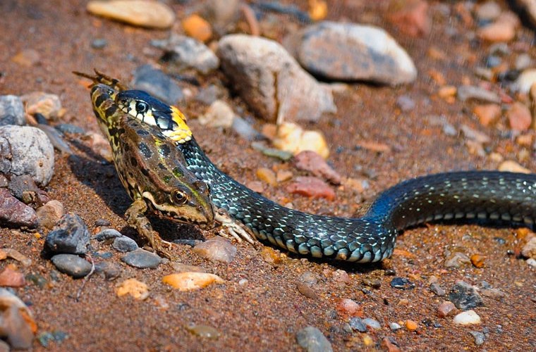 есть лягушку