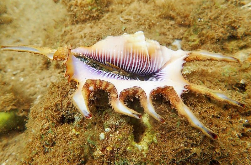 Оранжевый лямбис