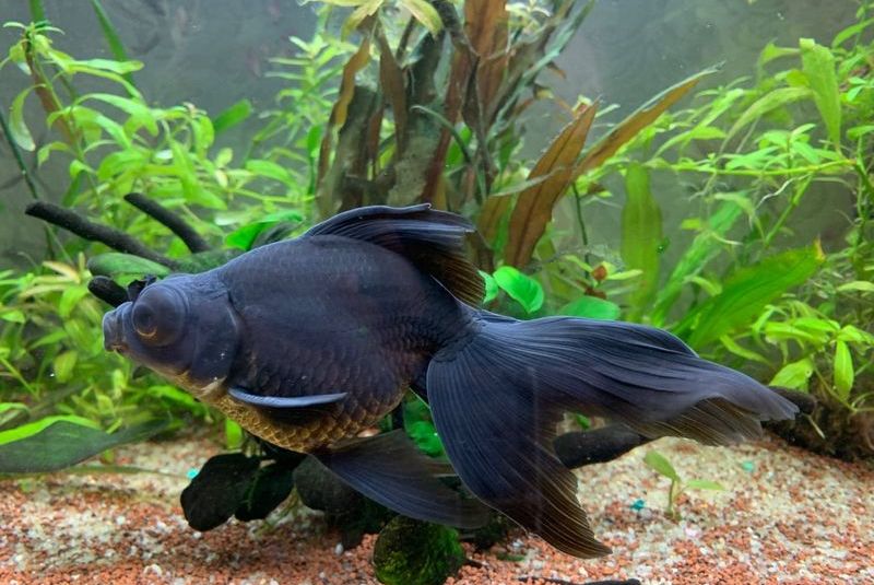 параметры воды для телескопа