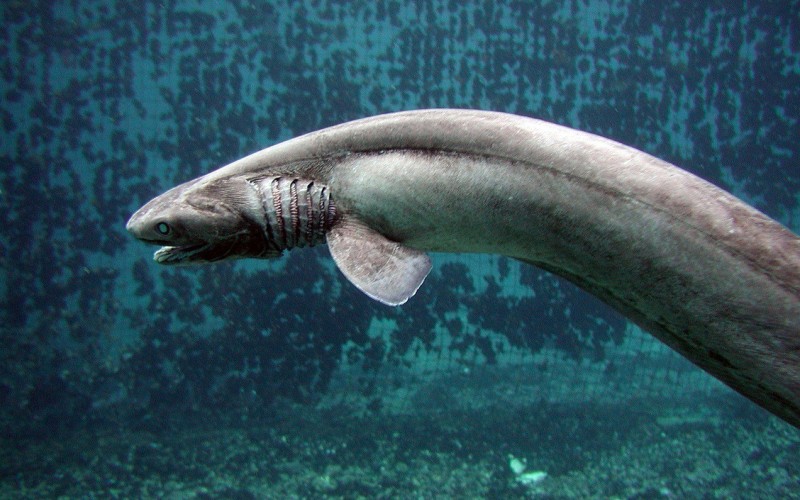 Необычная рыба Необычная рыба