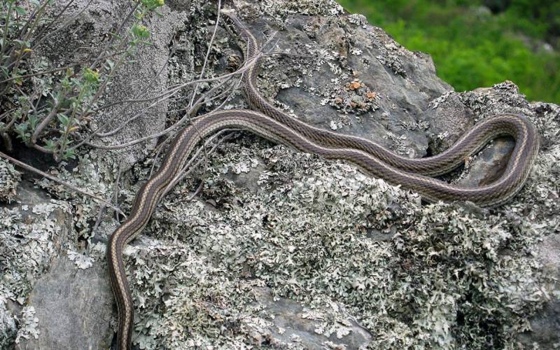 Ползание по камням