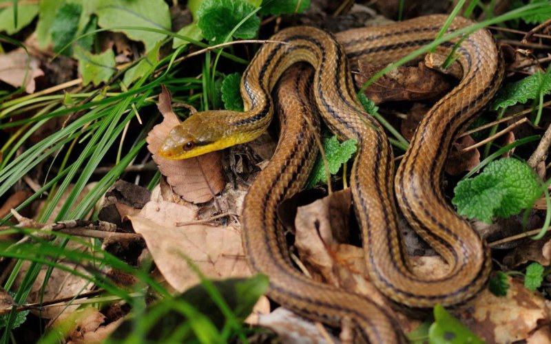 Полосатая змея в траве