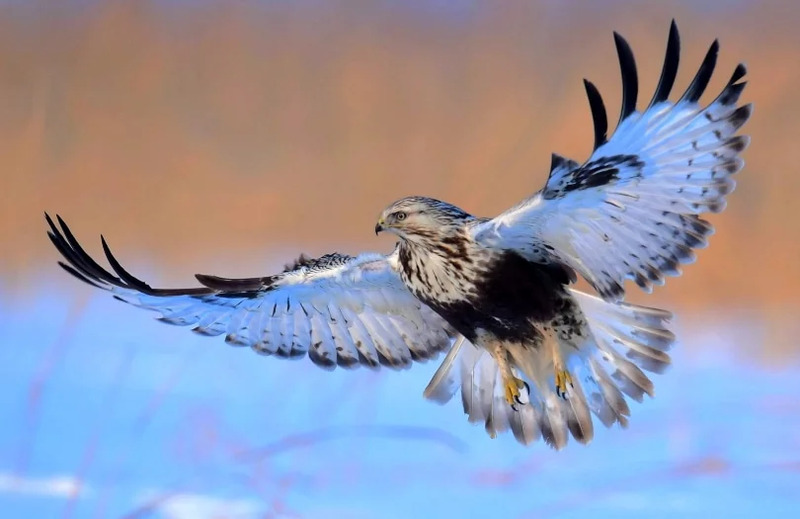 Птицы похожие на орлов