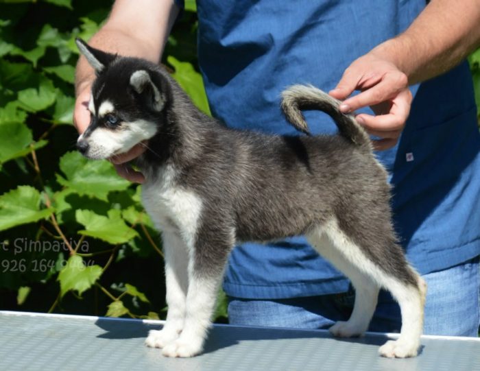 Выставочный экземпляр Собака кли-кай на выставке