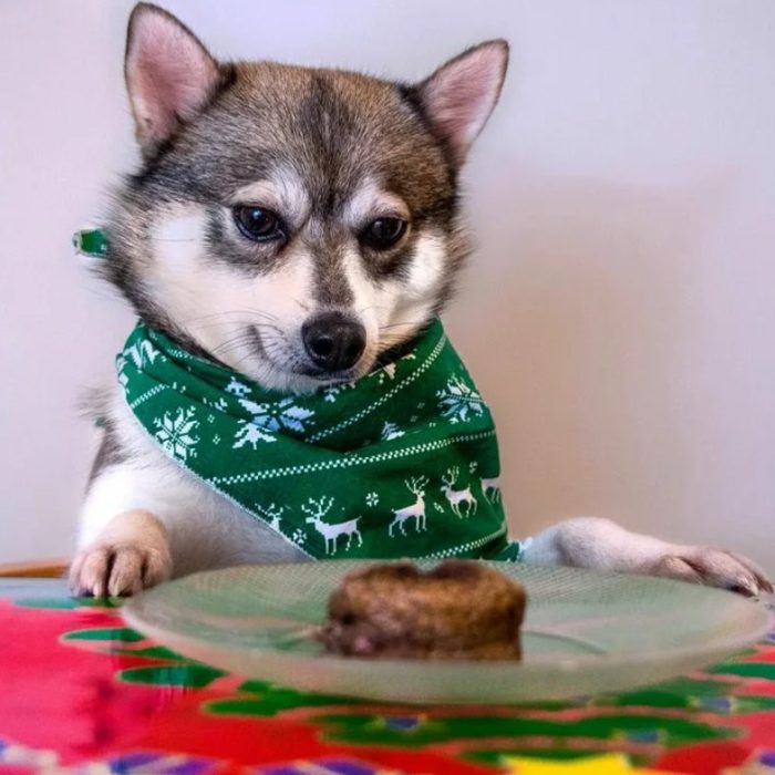 Жирная пища для кли-кая не допустима Кли-кай с котлетой