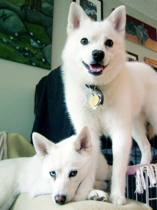 Аляскинский кли-кай белый Белые кли-каи