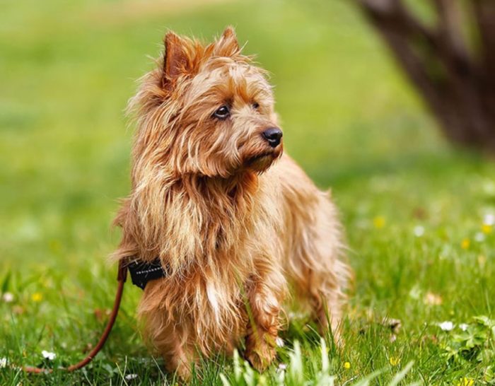 Терьер на поводке Терьер на прогулке