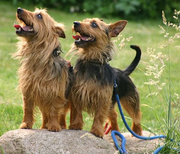 Воспитанные терьеры Два терьера