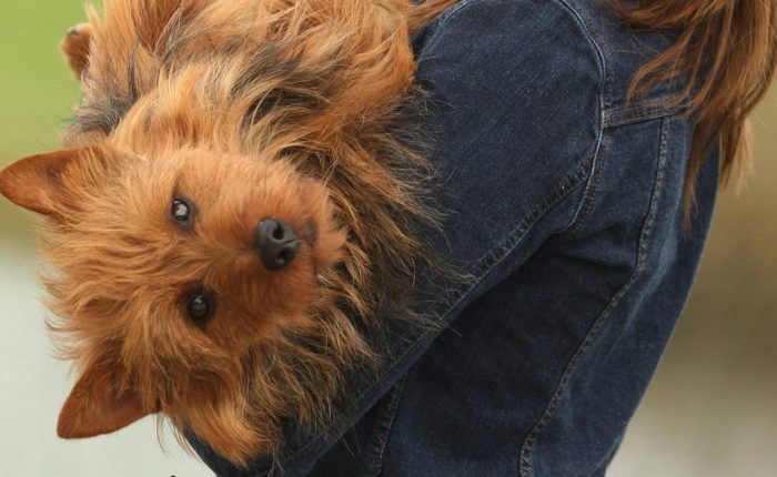 Собака на руках Дружелюбие австралийского терьера