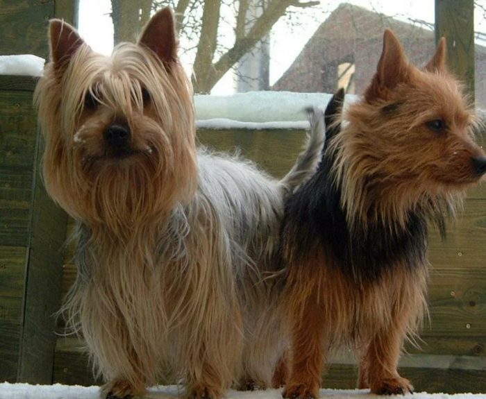 Собаки не дружат Терьеры