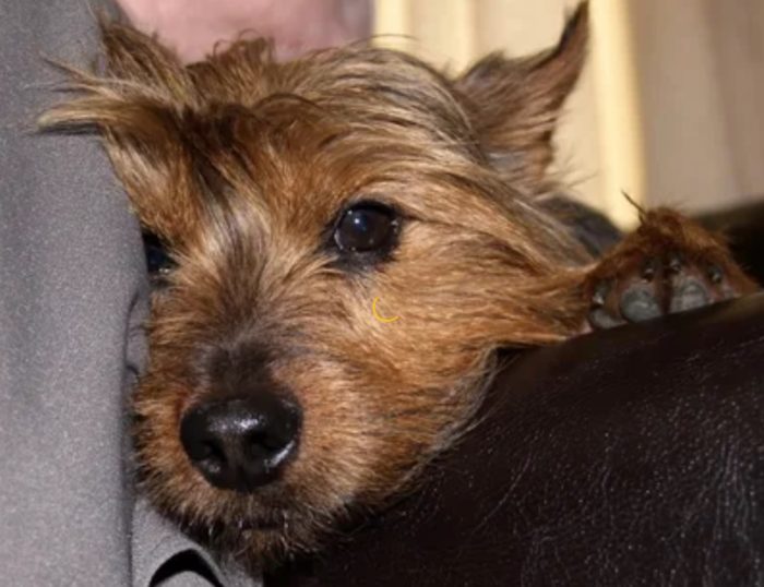 Терьер с хозяином Терьер плохо себя чувствует