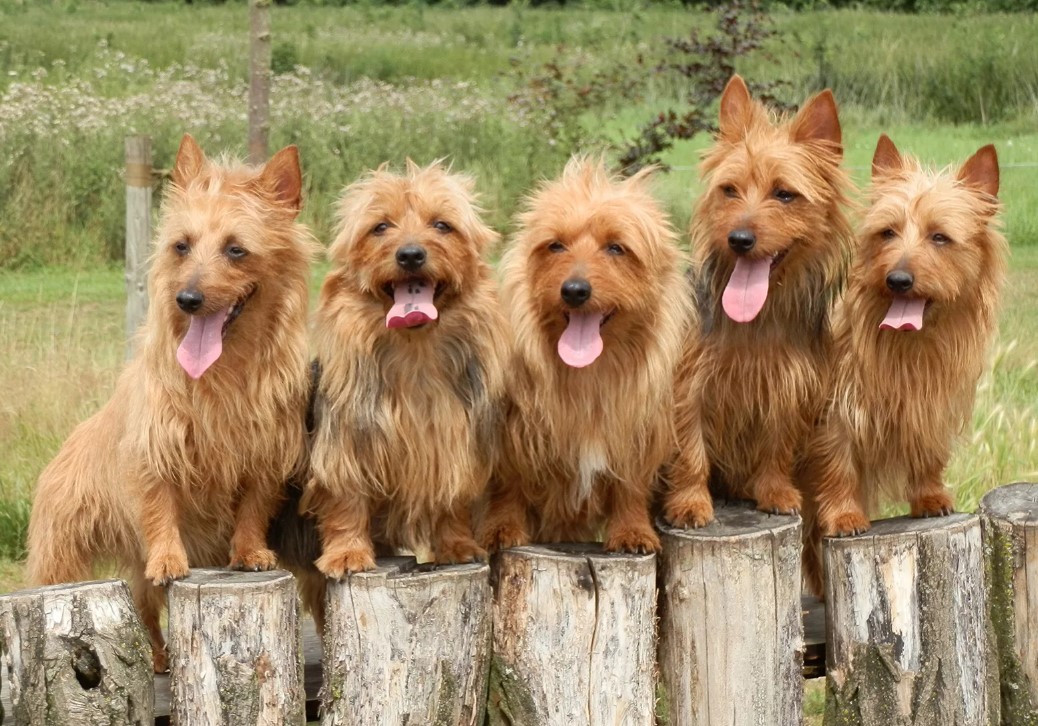 5 австралийских терьеров Семейство терьеров