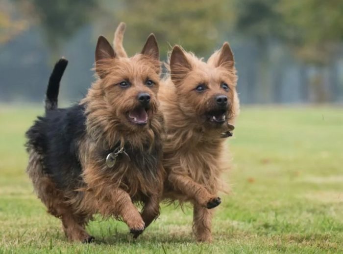 Терьеры в игре Терьеры на прогулке