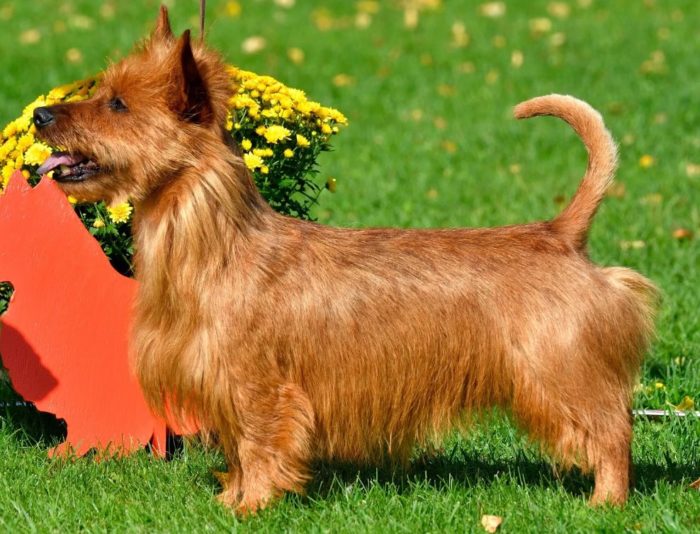 Собака австралийский терьер Стойка австралийского терьера