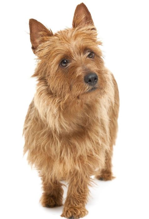 Симпатичная собака австралийский терьер Собака австралийский терьер